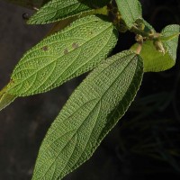 Debregeasia longifolia (Burm.f.) Wedd.